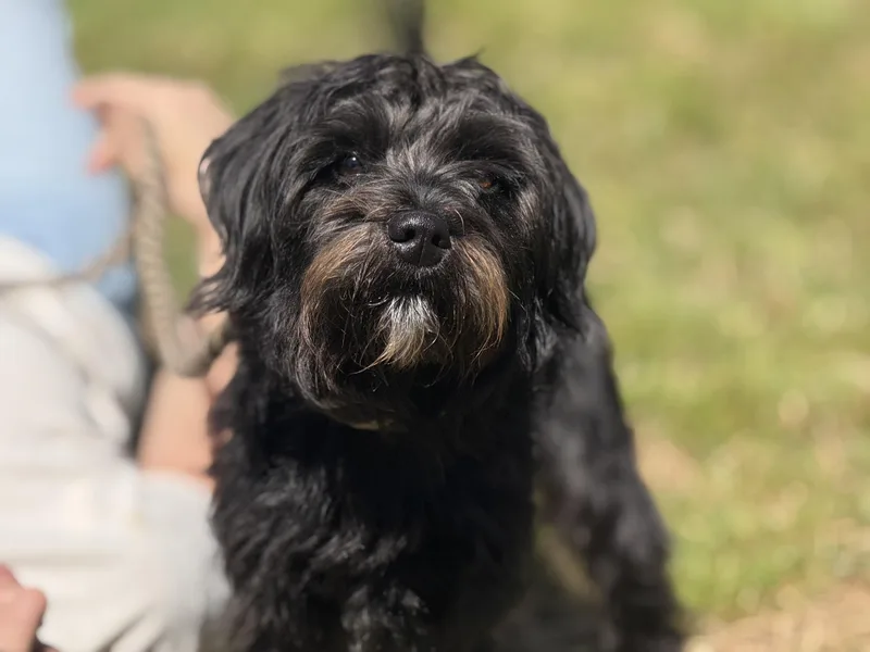 A young small-sized male Black Miniature Schnauzer dog named Wesley for adoption in Meherrin, VA