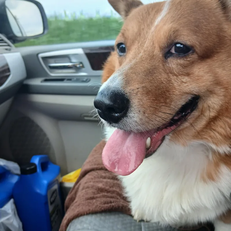Cooper thumbnail 3