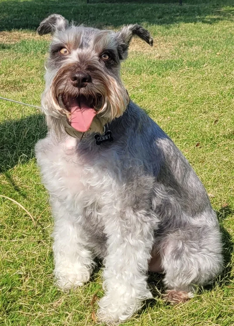 Gemmy