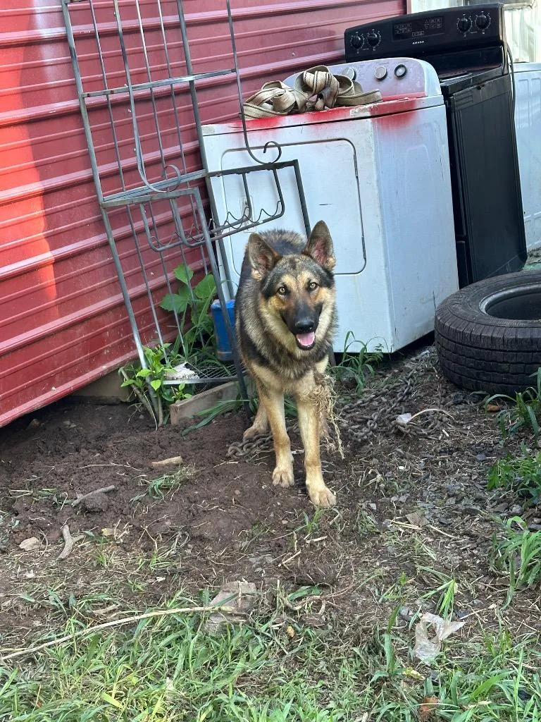 A young large-sized male German Shepherd Dog dog named BeBe for adoption in Bossier City, LA