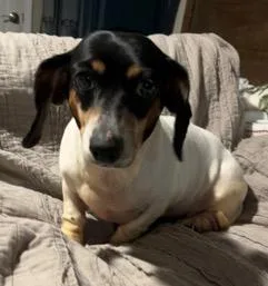 An adult small-sized female White / Cream Dachshund dog named Sammie for adoption in Longwood, FL