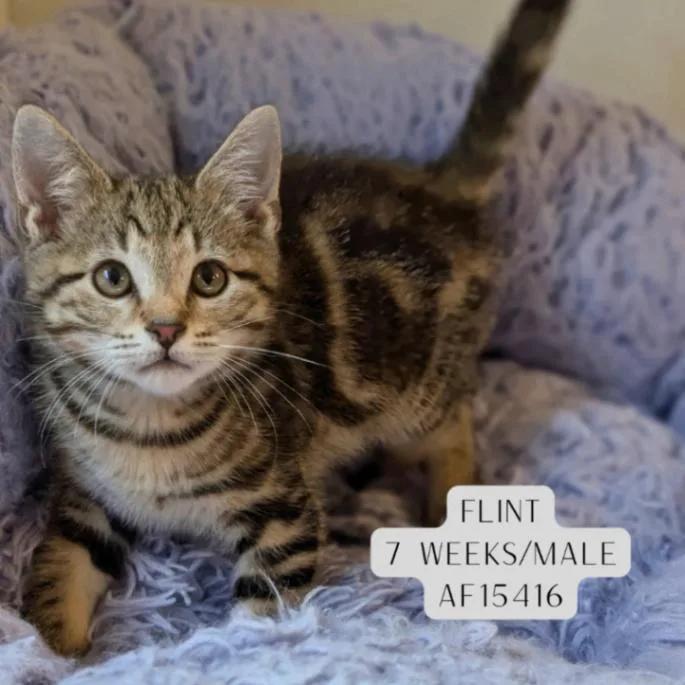A young medium-sized male Tabby (Brown / Chocolate) Domestic Short Hair cat named Flint for adoption in Supply, NC