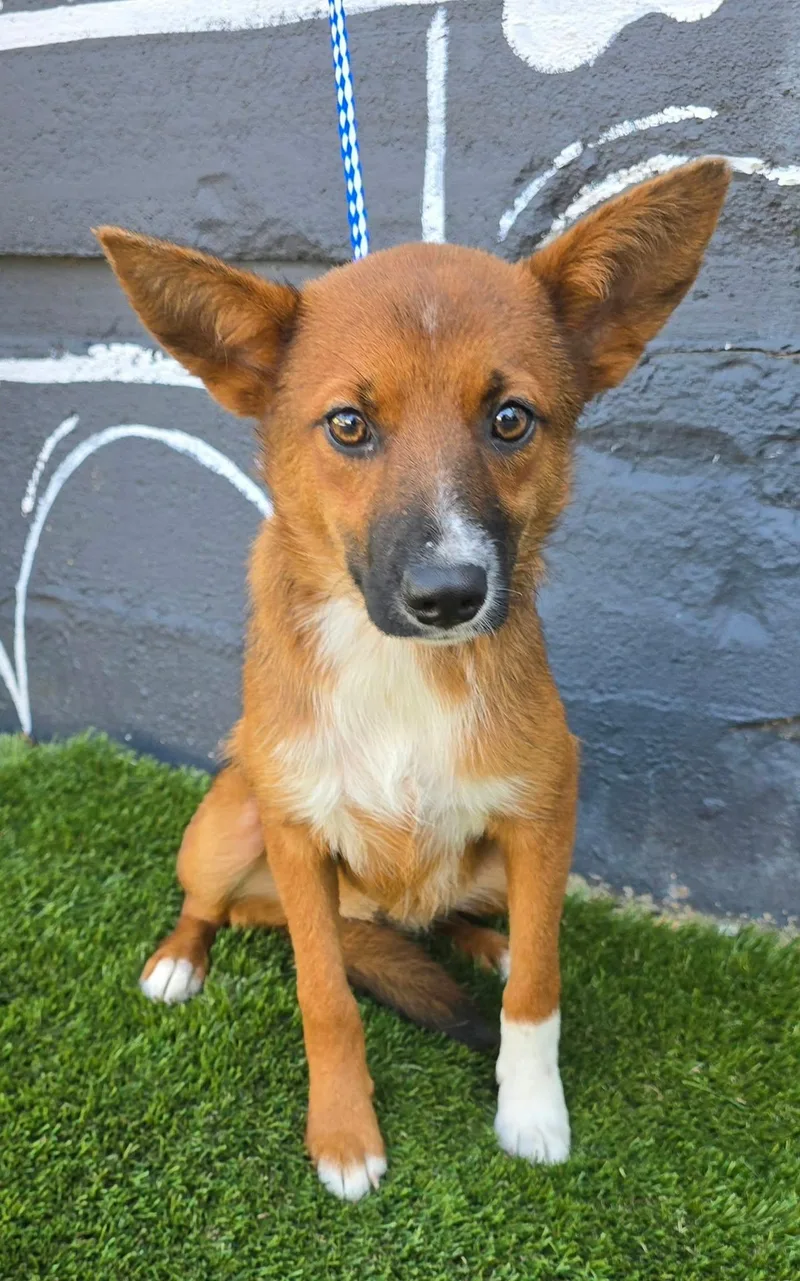 A young small-sized female Red / Chestnut / Orange Australian Kelpie dog named Starfruit for adoption in Newport, TN
