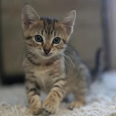 Lionel thumbnail 2