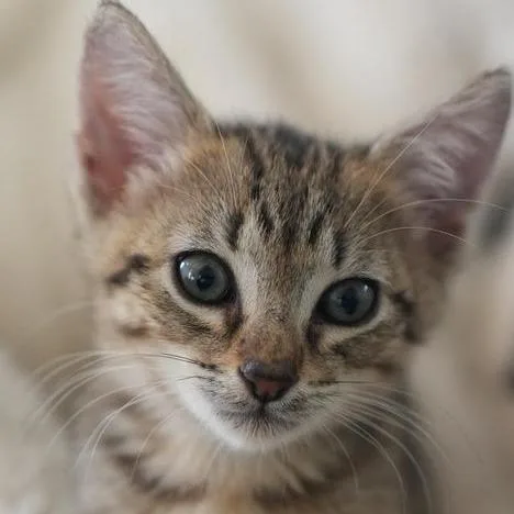 Lionel thumbnail 3