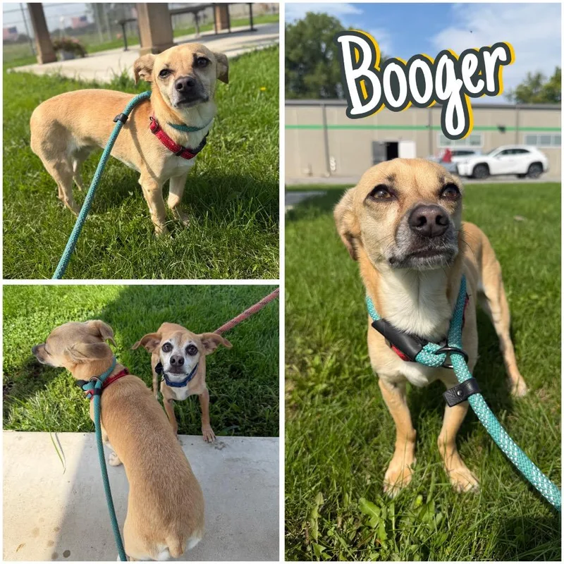 Booger thumbnail 4