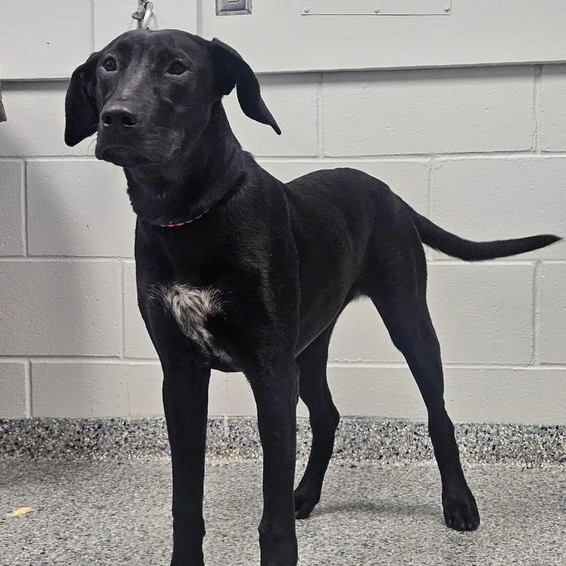 A young medium-sized female Black Mixed Breed dog named Rasputia for adoption in Greenville, SC
