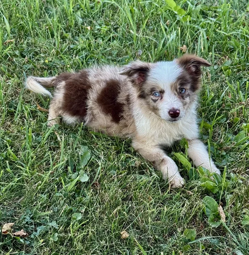 A baby medium-sized male Merle (Red) Australian Shepherd dog named Waldo for adoption in Iron Ridge, WI