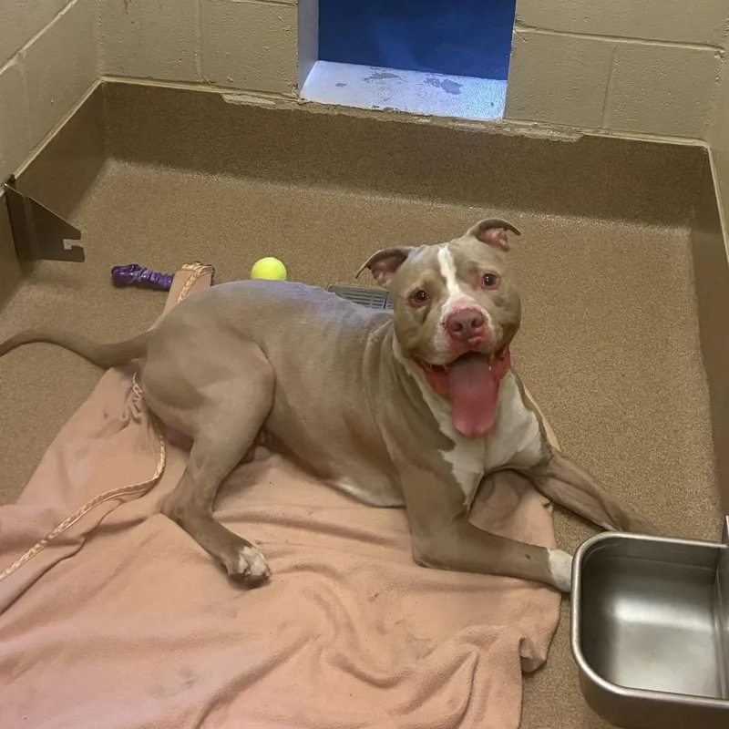 An adult medium-sized male Yellow / Tan / Blond / Fawn Pit Bull Terrier dog named Jimmy for adoption in Hinesville, GA
