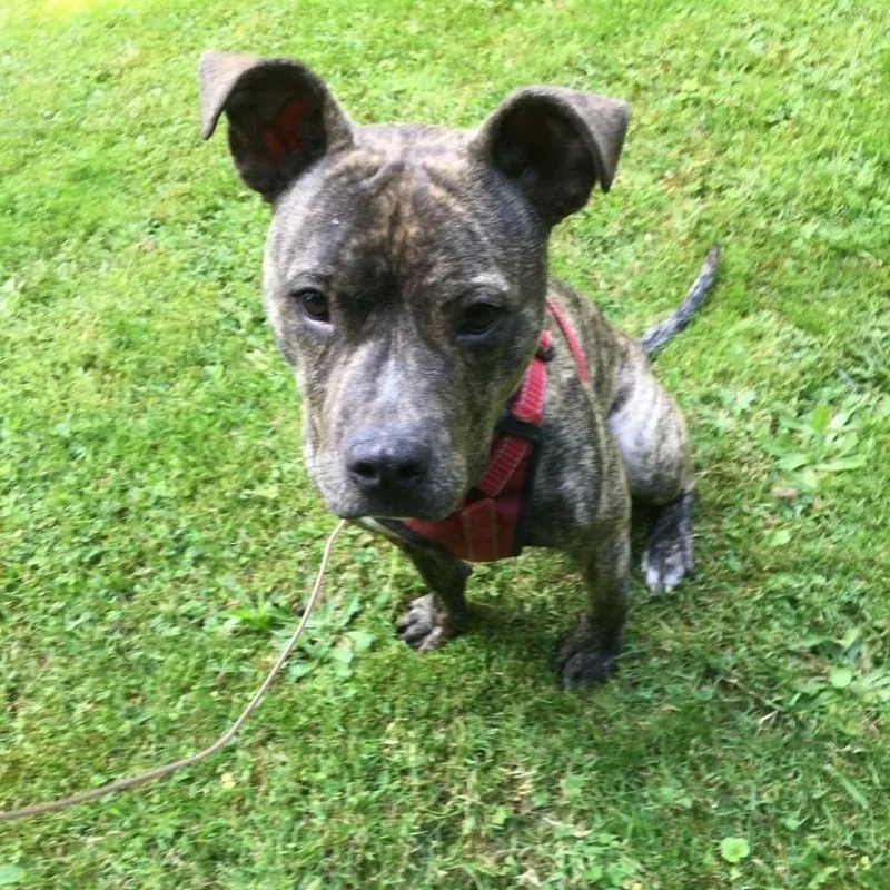 A baby medium-sized male Brindle Pit Bull Terrier dog named Meet Taylor  A for adoption in Kirkland, WA