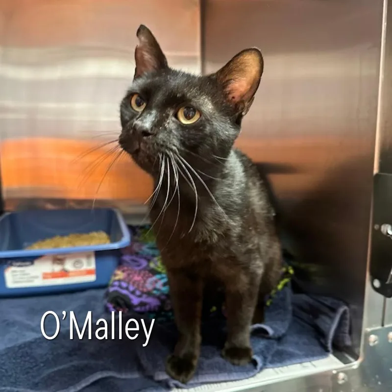 O'Malley