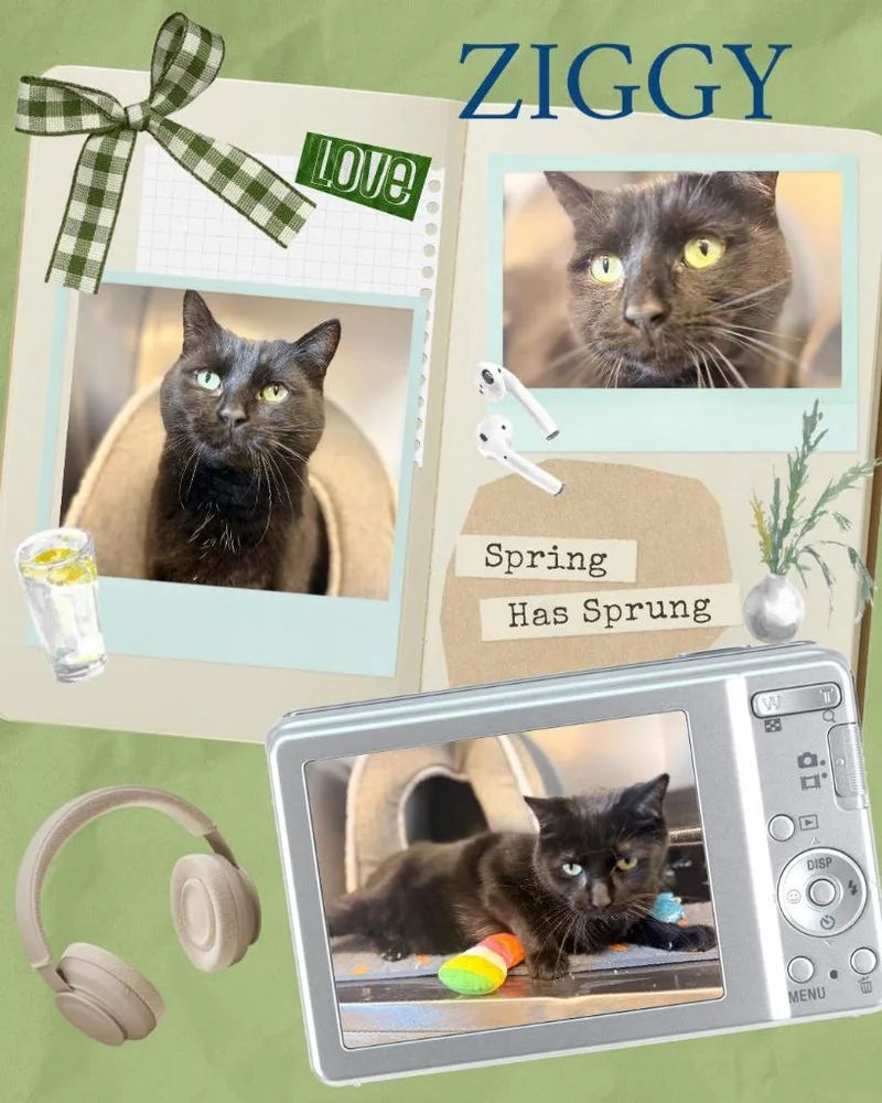 An adult large-sized male Domestic Short Hair cat named Ziggi for adoption in Rensselaer, IN
