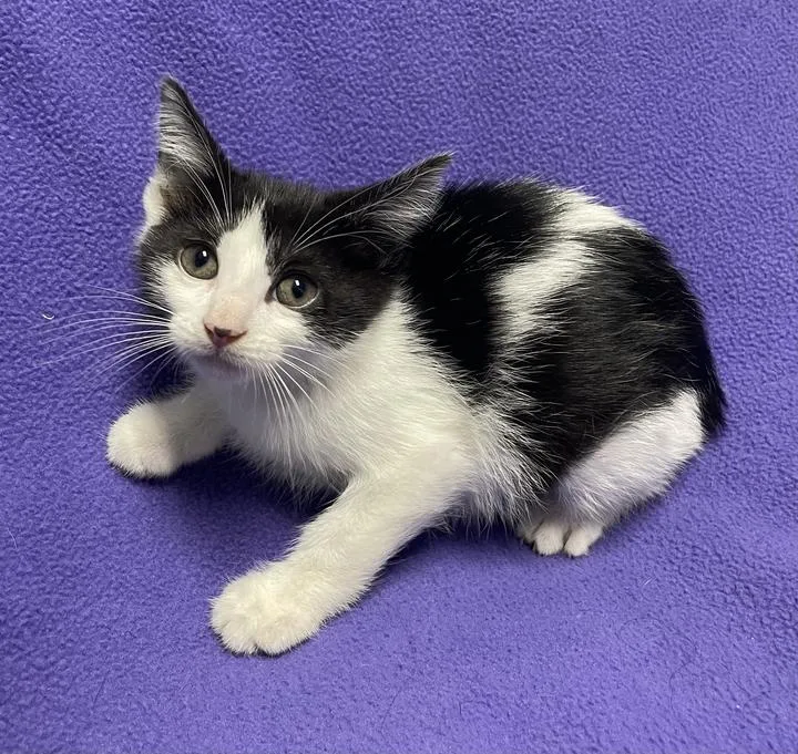 A baby small-sized female Domestic Short Hair cat named Sherbet for adoption in Jackson, MI
