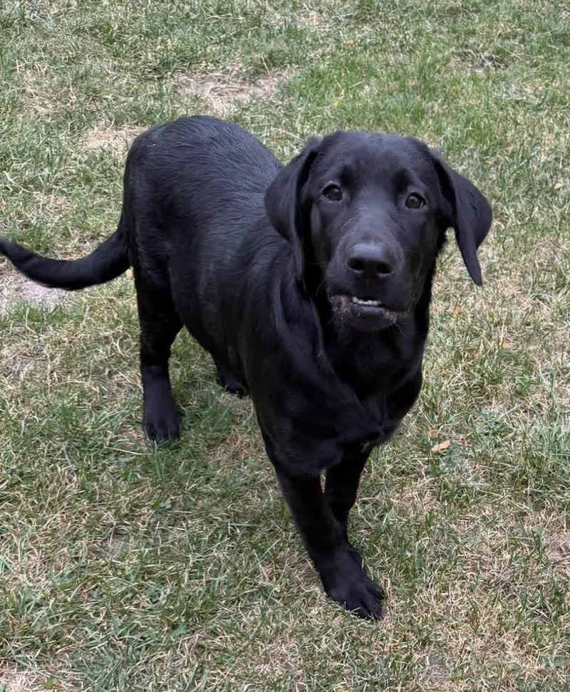 A baby large-sized female Black Labrador Retriever dog named Sabrina for adoption in Cheektowaga, NY