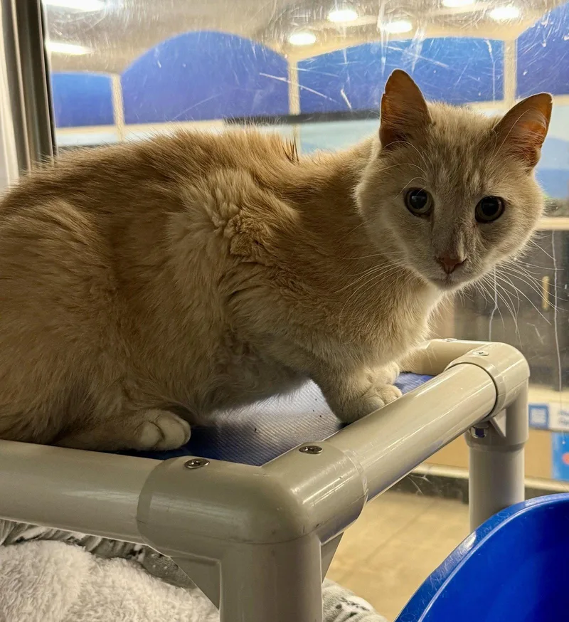 An adult medium-sized male Domestic Short Hair cat named Moss for adoption in Herndon, VA