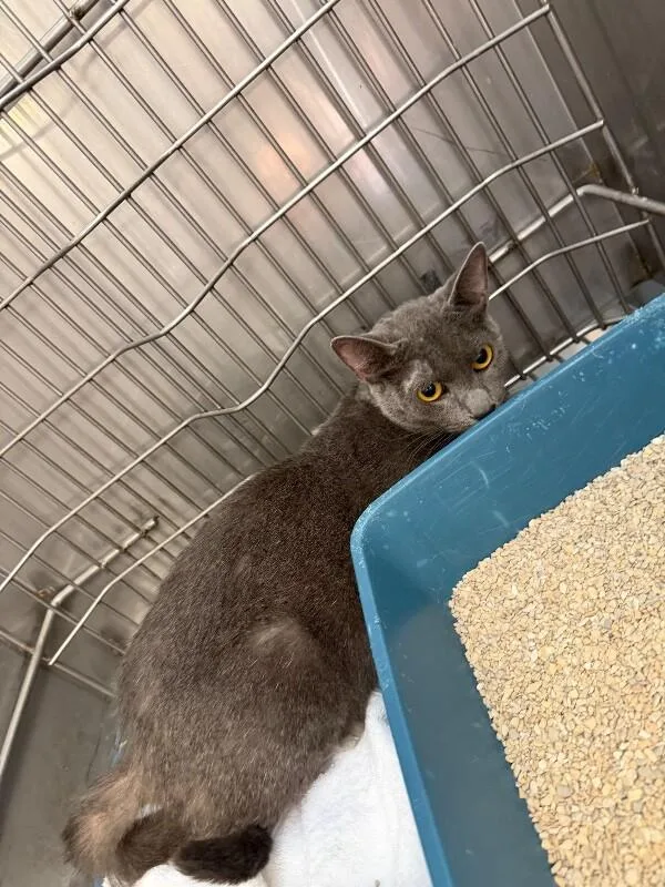 An adult medium-sized female Gray / Blue / Silver Domestic Short Hair cat named Moo for adoption in Supply, NC