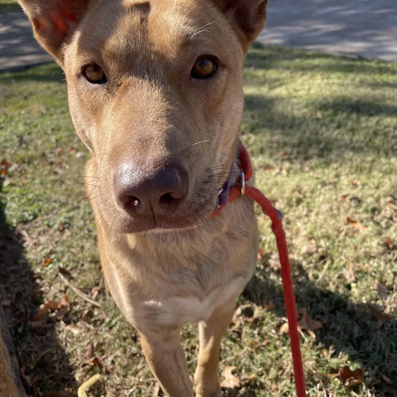 A young medium-sized female Labrador Retriever dog named Izzy for adoption in Pearland, TX