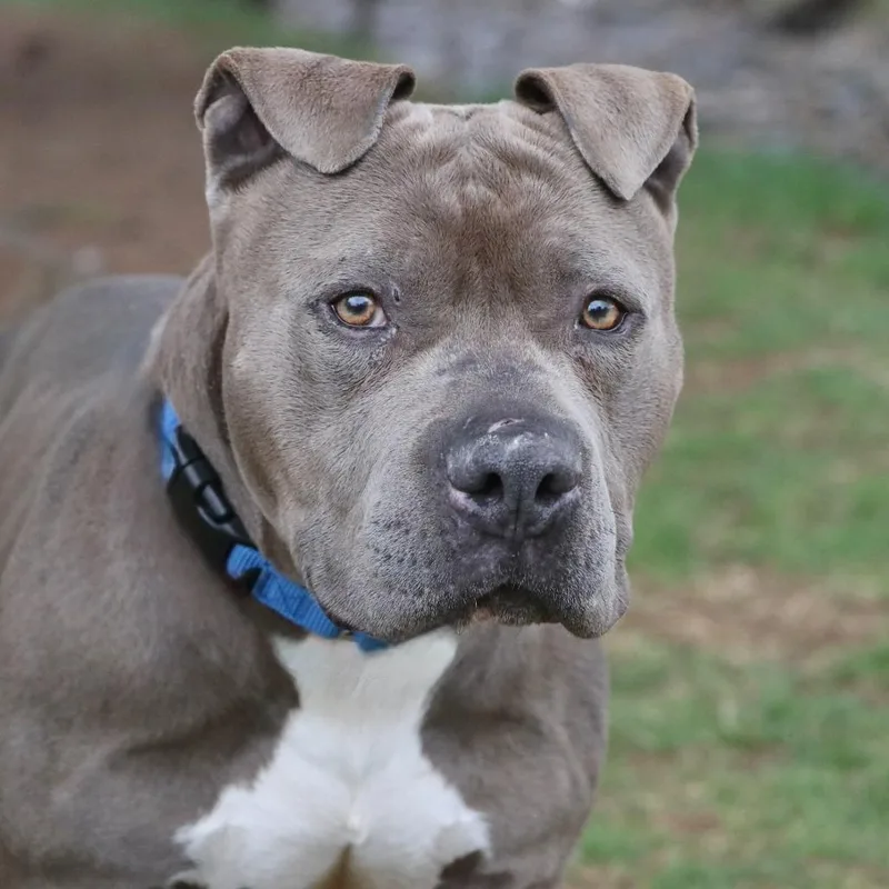 An adult large-sized male Gray / Blue / Silver Mixed Breed dog named Mr. Mertle for adoption in Allentown, PA