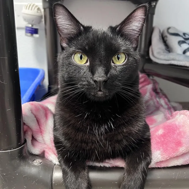 An adult small-sized female Domestic Short Hair cat named Claire for adoption in Arlington Heights, IL