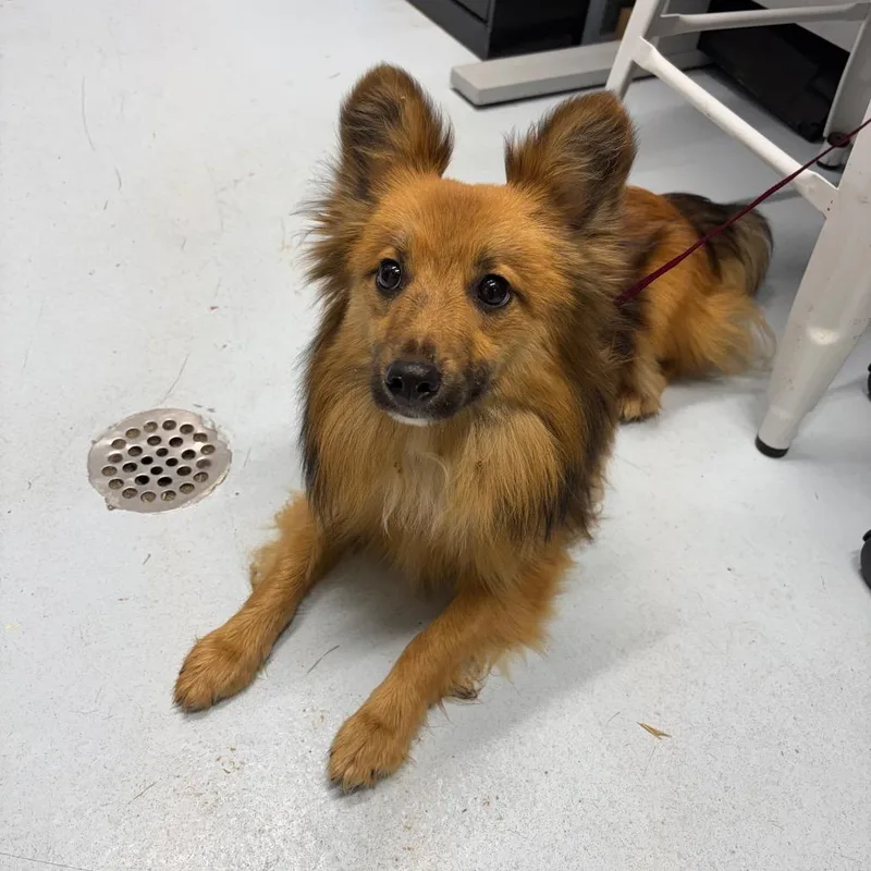An adult small-sized male Red / Chestnut / Orange Mixed Breed dog named Csasstray for adoption in Springtown, TX