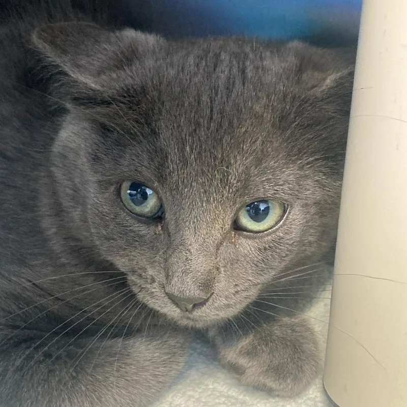 A baby small-sized male Gray / Blue / Silver Domestic Short Hair cat named Walt for adoption in Buffalo, WY
