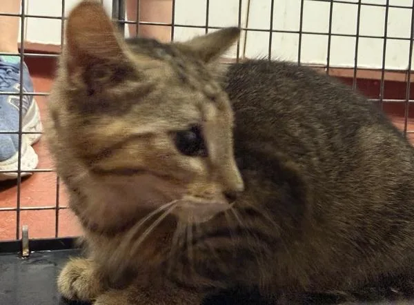A baby small-sized male Domestic Short Hair cat named Baby Blue for adoption in Salisbury, MD