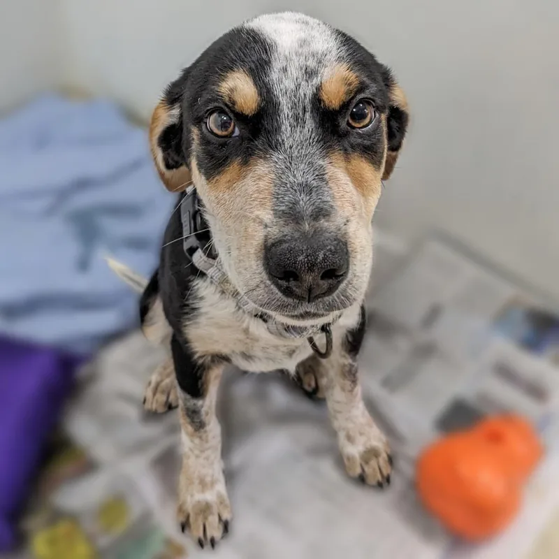 A baby medium-sized male Black Cattle Dog dog named Dapple Pr for adoption in Union, MO