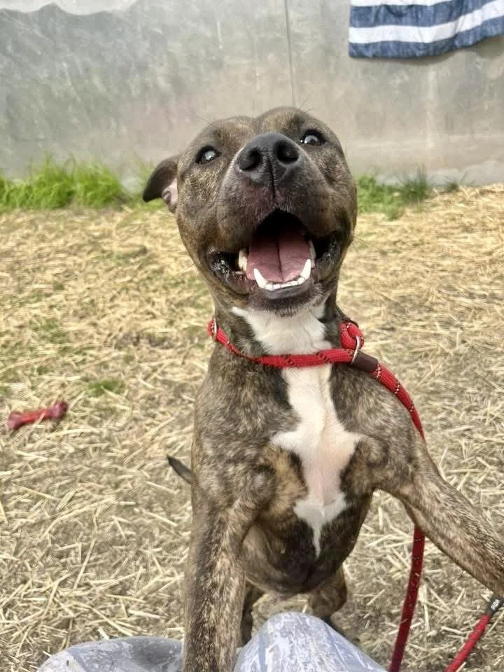 An adult medium-sized female Brindle Pit Bull Terrier dog named Valerie for adoption in Chicago, IL