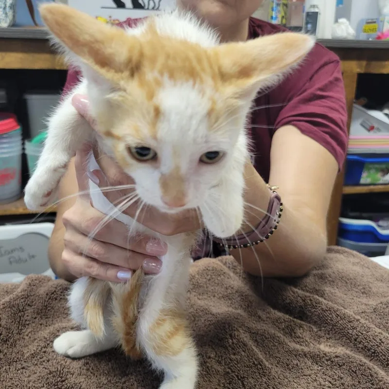 A baby small-sized male Orange / Red Domestic Short Hair cat named Fries for adoption in Incline Village, NV