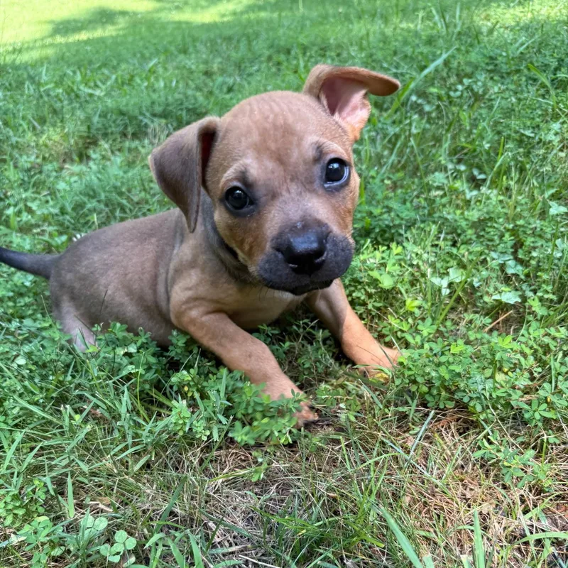 A baby medium-sized male Brown / Chocolate Terrier dog named Justice for adoption in Waxhaw, NC