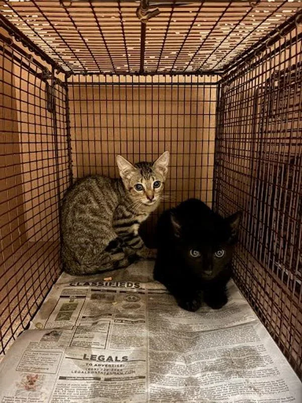 A young small-sized male Domestic Short Hair cat named Hydro for adoption in Austin, TX
