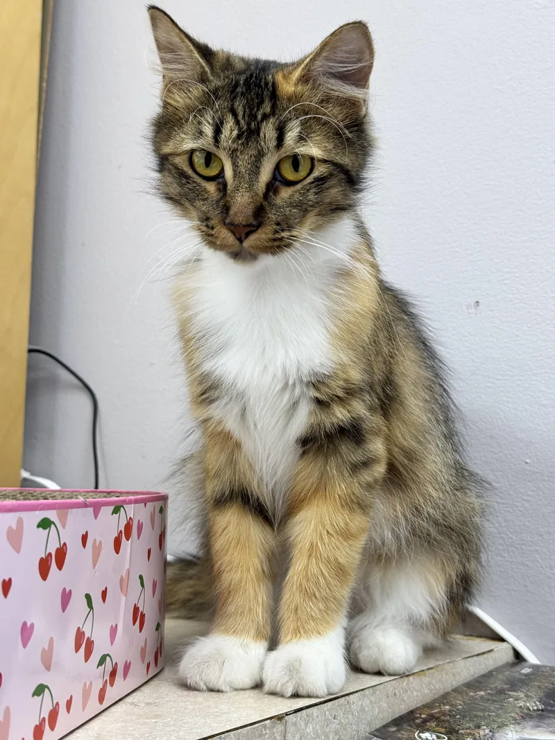 A young medium-sized female Calico cat named Turtle for adoption in Blaine, MN