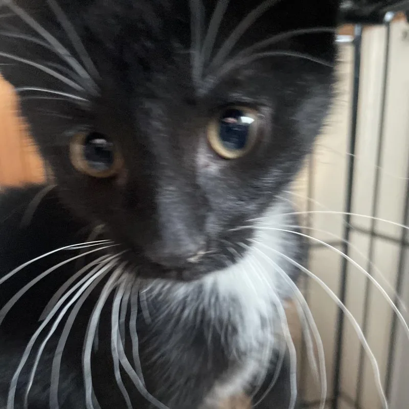 A baby small-sized male Black Domestic Short Hair cat named Dandy for adoption in Marion, IL