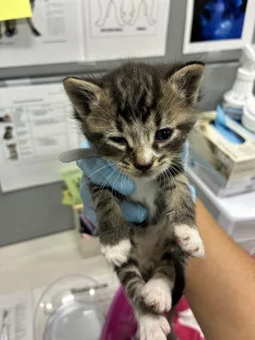 A baby small-sized male Domestic Short Hair cat named Jakey for adoption in San Martin, CA
