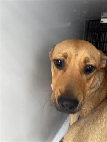 A young medium-sized female Rhodesian Ridgeback dog named A for adoption in Houston, TX