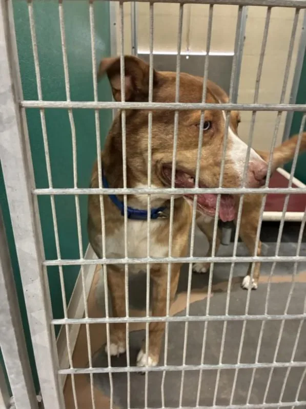 A young large-sized male German Shepherd Dog dog named Fonzie for adoption in Texas City, TX