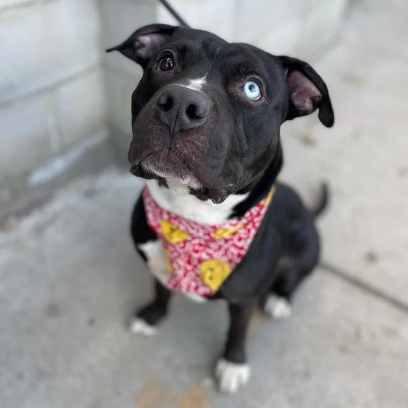 An adult large-sized male Black Pit Bull Terrier dog named Ace for adoption in Newark, NJ