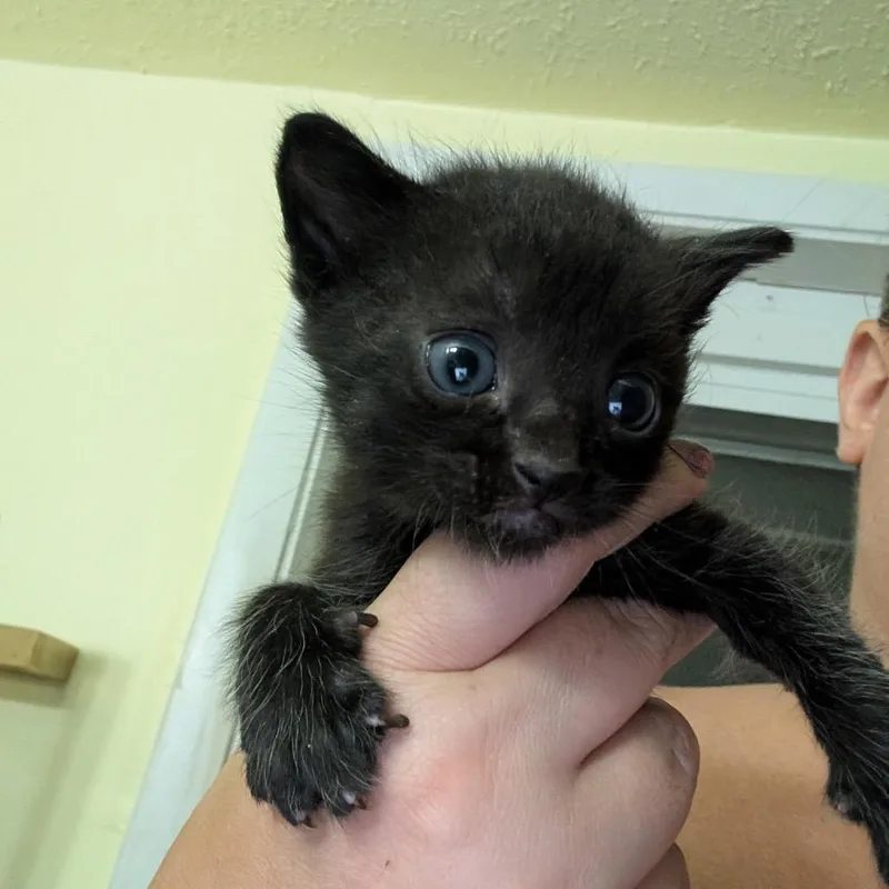 A baby small-sized male Black Domestic Short Hair cat named Cannonball for adoption in North Port, FL