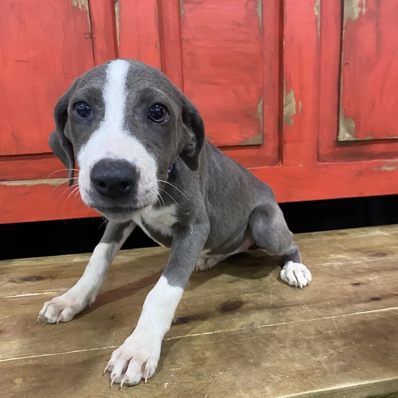 A baby small-sized female Gray / Blue / Silver Pit Bull Terrier dog named Fwt Cicada for adoption in Midland, TX