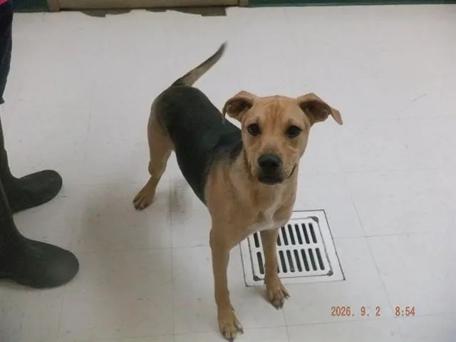 A young small-sized female German Shepherd Dog dog named Gemma for adoption in Oroville, CA