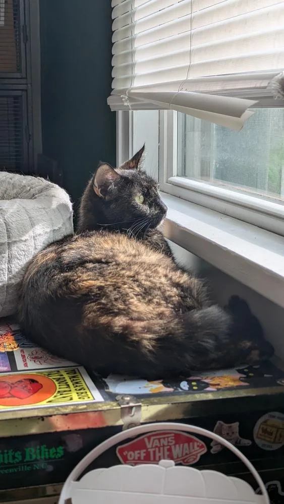 Momma Maci thumbnail 3