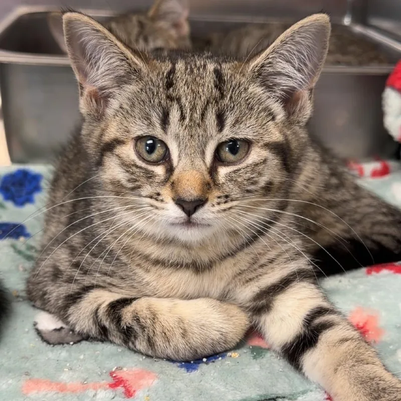 A baby small-sized female Black Domestic Short Hair cat named Biscotti for adoption in Henderson, KY