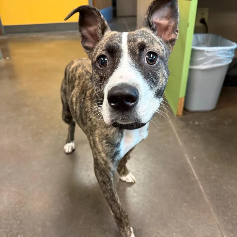 A young medium-sized male Brindle Mixed Breed dog named Zappa for adoption in Norman, OK