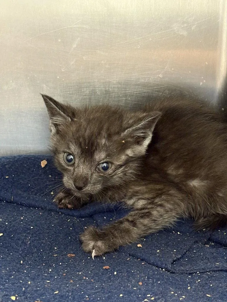 A baby small-sized female Black Domestic Short Hair cat named CA  Tumble for adoption in Glen Allen, VA