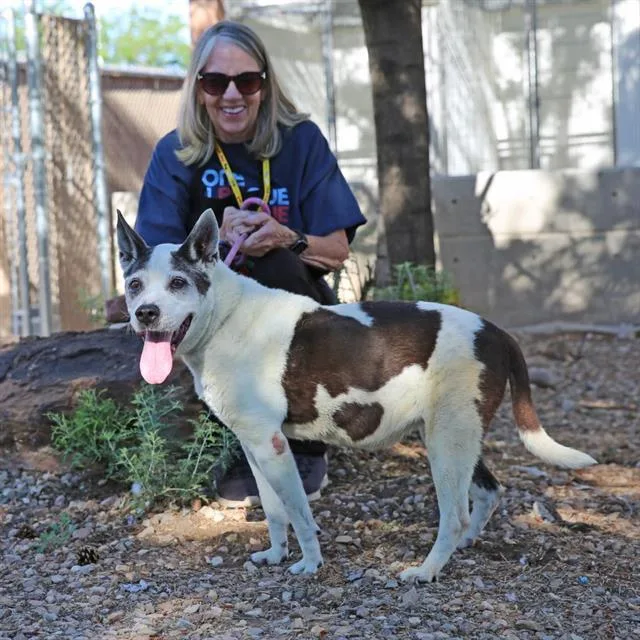 A senior medium-sized female Pit Bull Terrier dog named Lucky for adoption in Albuquerque, NM