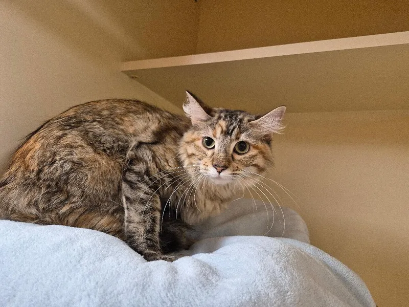 A young medium-sized female Domestic Medium Hair cat named Susie Q for adoption in Hays, KS