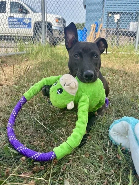 A baby medium-sized male Pit Bull Terrier dog named Corbyn for adoption in Kalamazoo, MI