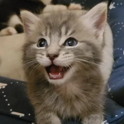 A baby medium-sized male Tabby (Gray / Blue / Silver) Domestic Short Hair cat named Gillis for adoption in Tinley Park, IL