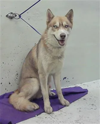 A young large-sized female Husky dog named Sandy for adoption in Houston, TX