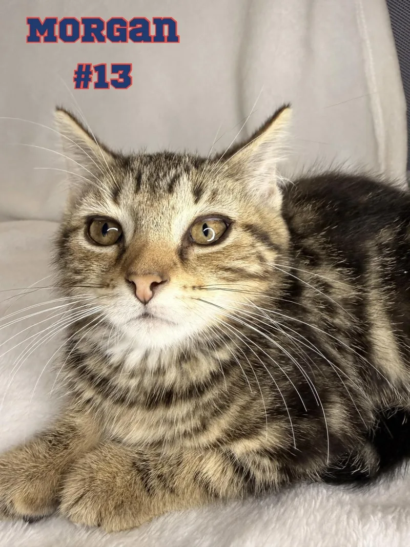 A baby medium-sized female Domestic Short Hair cat named Morgan for adoption in Kenhorst, PA